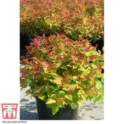 Spiraea Japonica 'Magic Carpet' -Perfect Greenery SPIR T58494 F