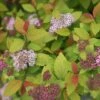 Spiraea Japonica 'Double Play Big Bang' -Perfect Greenery SPIR T62083 A h
