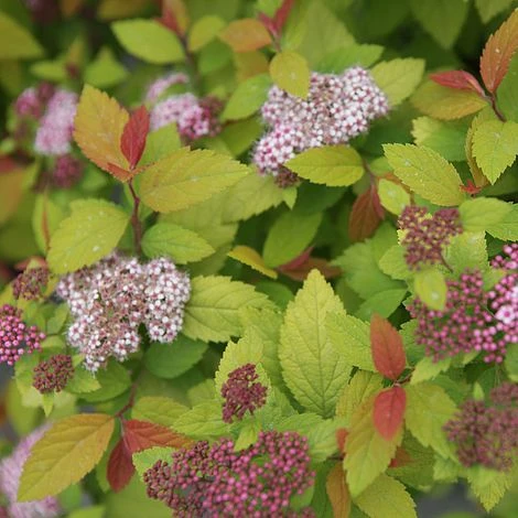 Spiraea Japonica 'Double Play Big Bang' 3 Spiraea Japonica 'Double Play Big Bang'