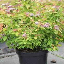 Spiraea Japonica 'Double Play Big Bang' 5 Spiraea Japonica 'Double Play Big Bang' -Perfect Greenery SPIR T62083 B h