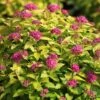 Spiraea Japonica 'Double Play Gold' -Perfect Greenery SPIR T62084 A h