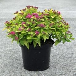 Spiraea Japonica 'Double Play Gold' -Perfect Greenery SPIR T62084 B h