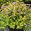 Spiraea Japonica 'Gold Mound' -Perfect Greenery SPIR T62085 A h