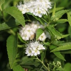 Spiraea Japonica 'Albiflora' -Perfect Greenery SPIR T63542 B h