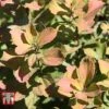 Spiraea Betulifolia 'Tor Gold' -Perfect Greenery SPIR T66454 A