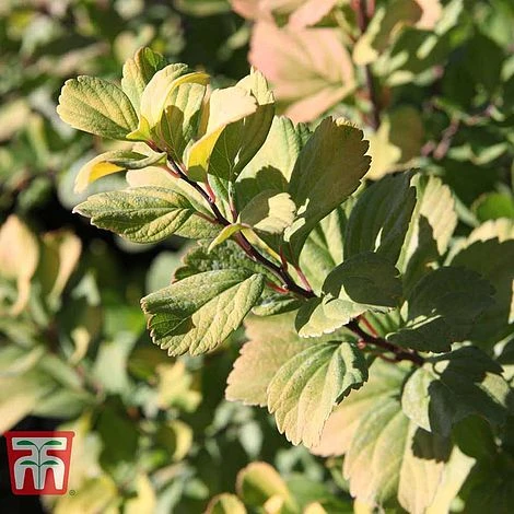 Spiraea Betulifolia 'Tor Gold' 4 Spiraea Betulifolia 'Tor Gold' - Image 2