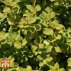 Spiraea Betulifolia 'Tor Gold' 10 Spiraea Betulifolia 'Tor Gold' -Perfect Greenery SPIR T66454 D