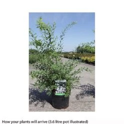 Spiraea Cinerea 'Graciosa' -Perfect Greenery SPIR T66456 B h