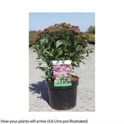 Spiraea Japonica 'Double Play Artist' -Perfect Greenery SPIR T66462 B h