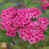 Spiraea Japonica 'Neon Flash' 1 Spiraea Japonica 'Neon Flash' -Perfect Greenery SPIR T66467 A