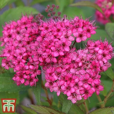 Spiraea Japonica 'Neon Flash' 3 Spiraea Japonica 'Neon Flash'