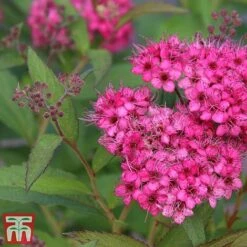 Spiraea Japonica 'Neon Flash' 6 Spiraea Japonica 'Neon Flash' -Perfect Greenery SPIR T66467 B