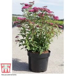 Spiraea Japonica 'Neon Flash' 7 Spiraea Japonica 'Neon Flash' -Perfect Greenery SPIR T66467 C