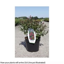 Spiraea 'Superstar' -Perfect Greenery SPIR T66470 B h