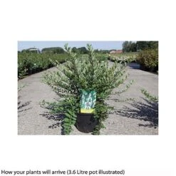 Spiraea Nipponica 'Snowmound' -Perfect Greenery SPIR T66471 B h