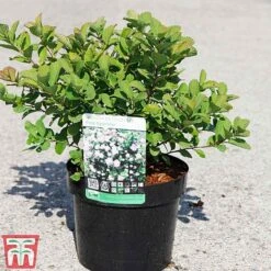 Spiraea Betulifolia 'Pink Sparkler' -Perfect Greenery SPIR TKA3526 A