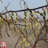 Stachyurus Chinensis 'Celina' -Perfect Greenery STAC TKA3530 A