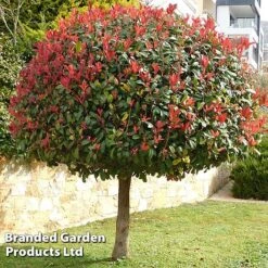 Photinia 'Red Robin' (Standard) -Perfect Greenery STAN TCK74037 A1