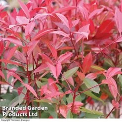 Photinia 'Red Robin' (Standard) -Perfect Greenery STAN TCK74037 B