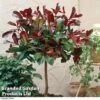 Photinia 'Red Robin' (Standard) -Perfect Greenery STAN TCK74037 E