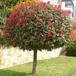 Photinia 'Red Robin' (Standard) -Perfect Greenery STAN TCK74037 NOW1