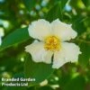 Stewartia Pseudocamellia -Perfect Greenery STEW PSEUDOCAM W44993
