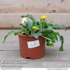 Stock 'Most Scented Mix' -Perfect Greenery STOC P6106 F