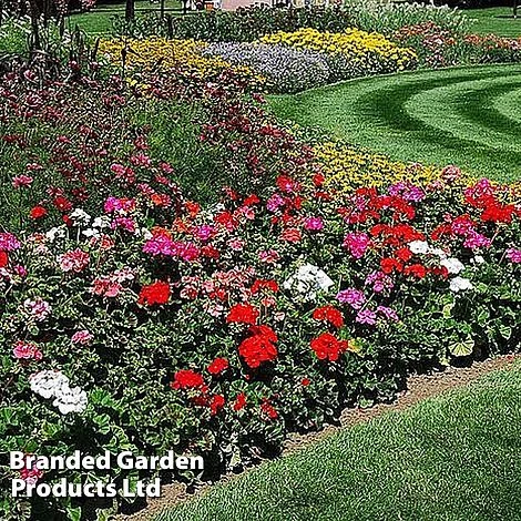 Summer Garden Plant Collection 4 Summer Garden Plant Collection - Image 2