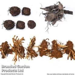 Summer Plant Collection -Perfect Greenery SUMM KF4124 ARRIVE1