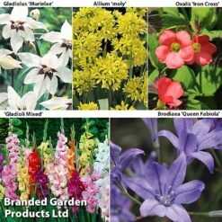 Bulb & Perennial Bumper Pack -Perfect Greenery SUMMER BULB COL1