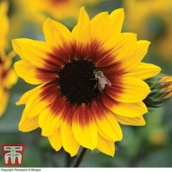 Sunflower SunBelievable&trade; 'Brown Eyed Girl' -Perfect Greenery SUNB TKA1036 B