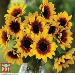 Sunflower SunBelievable&trade; 'Brown Eyed Girl' -Perfect Greenery SUNB TKA1036 C