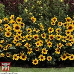 Sunflower SunBelievable&trade; 'Brown Eyed Girl' -Perfect Greenery SUNF TKA1036 F