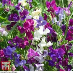 Sweet Pea Duo 11 Sweet Pea Duo -Perfect Greenery SWE WKB9969 E