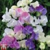 Sweet Pea 'Scent Infusion' 1 Sweet Pea 'Scent Infusion' -Perfect Greenery SWEE T17016 A1