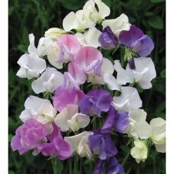 Sweet Pea 'Scent Infusion' -Perfect Greenery SWEE T17016 A h
