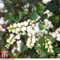 Symphoricarpos 'Magical Galaxy' -Perfect Greenery SYMP 6648 A2