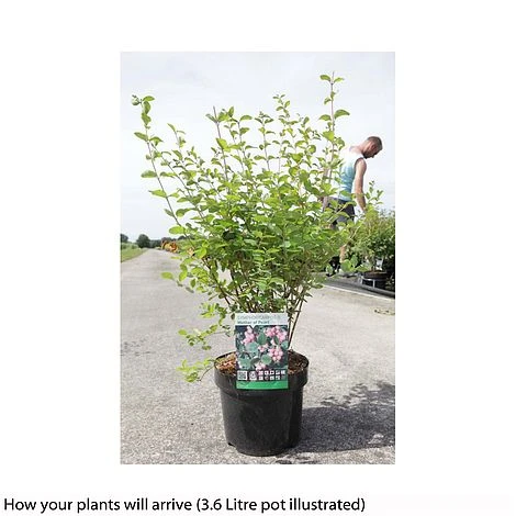 Symphoricarpos X Doorenbosii 'Amethyst' 4 Symphoricarpos X Doorenbosii 'Amethyst' - Image 2