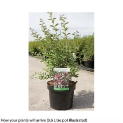 Symphoricarpos 'Magical Candy' -Perfect Greenery SYMP T66483 B h