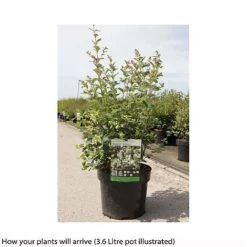 Symphoricarpos 'Magical Galaxy' -Perfect Greenery SYMP T66484 B h