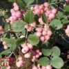 Symphoricarpos X Doorenbosii 'Amethyst' -Perfect Greenery SYMP t66481 A