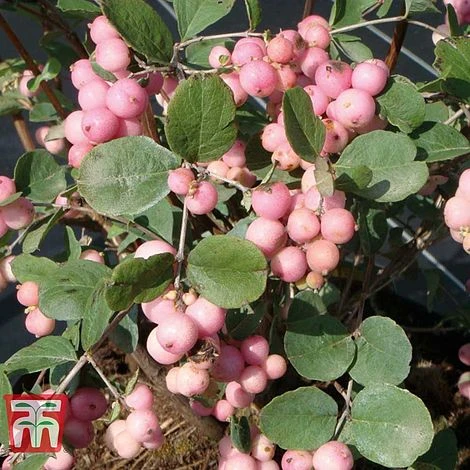 Symphoricarpos X Doorenbosii 'Amethyst' 3 Symphoricarpos X Doorenbosii 'Amethyst'
