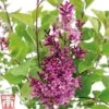 Lilac 'Bloomerang Dark Purple' -Perfect Greenery SYRI T68533 B