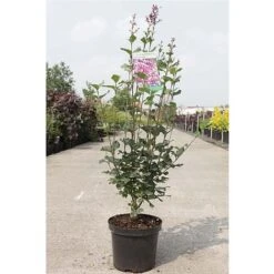 Lilac 'Bloomerang Dark Purple' -Perfect Greenery SYRI T68533 B h
