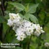 Syringa Vulgaris 'Madame Casimir Périer' -Perfect Greenery SYRI CASIMIRPE1