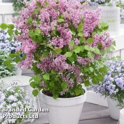 Syringa Flowerfesta® Collection -Perfect Greenery SYRI FFESTAPIN S48771