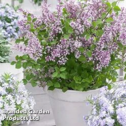 Syringa Flowerfesta® Collection -Perfect Greenery SYRI FFESTAPUR S487651