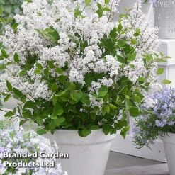 Syringa Flowerfesta® Collection -Perfect Greenery SYRI FFESTAWHI S48768