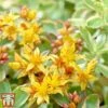 Sedum Kamtschaticum Var. Floriferum 'Weihenstephaner Gold' -Perfect Greenery Sedum3