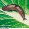 Nematode Slug Killer - 40m² -Perfect Greenery SlugKiller A